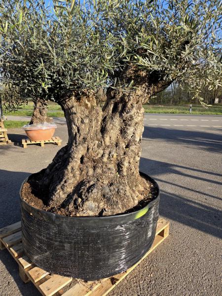 Olivenbaum Hojiblanca  220 cm -  ( ca. 200 Jährig) mit super dickem knorrigem Stamm Nr.91